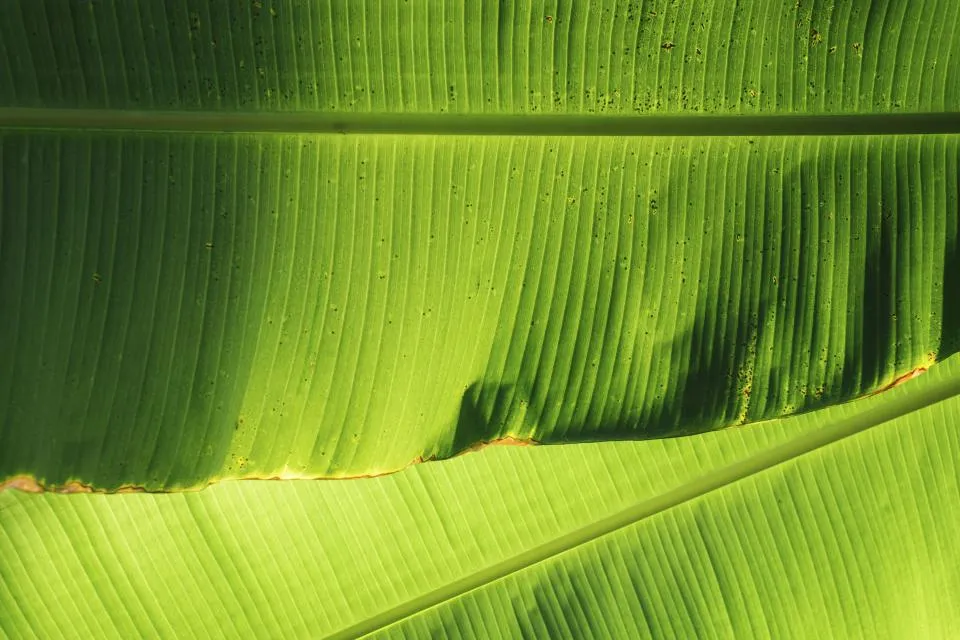 Sunlit green leaf of a banana-family plant with fine parallel veins